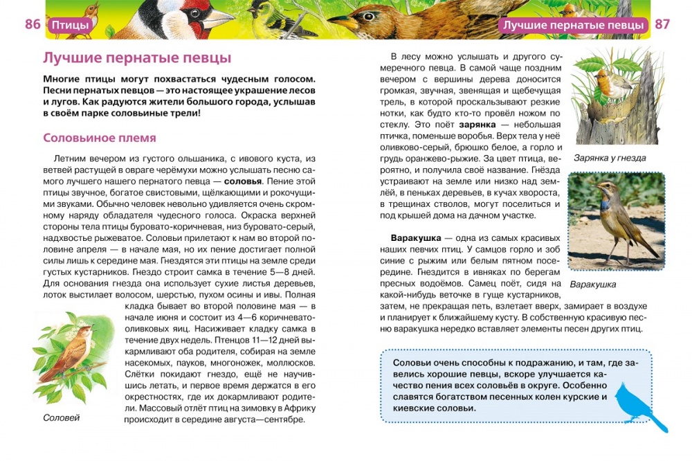 Энциклопедия "Птицы" (Серия: Детская энциклопедия "РОСМЭН")  13448  Росмэн